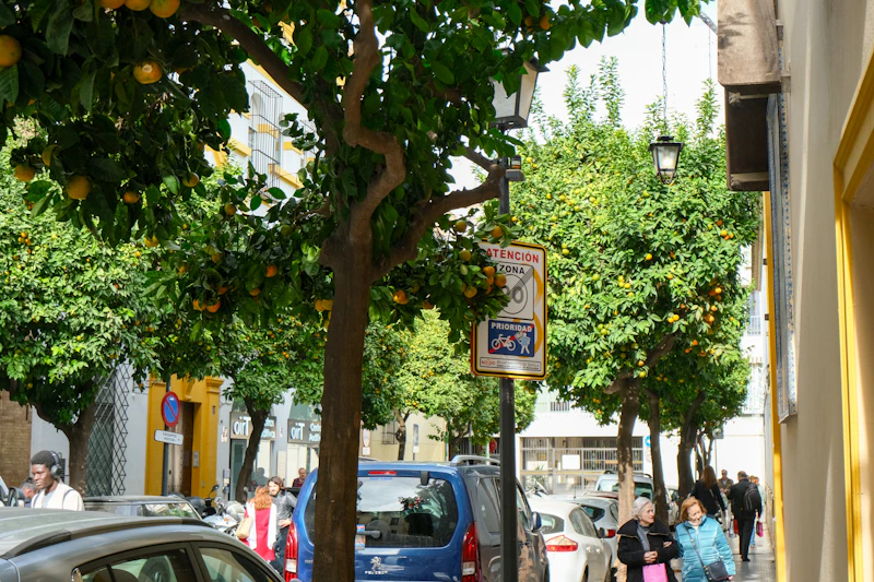Street lined with orange trees and people walking.